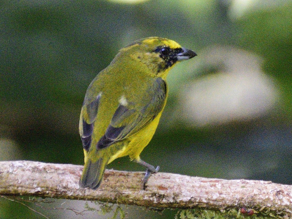 Thick-billed Euphonia - ML638284099
