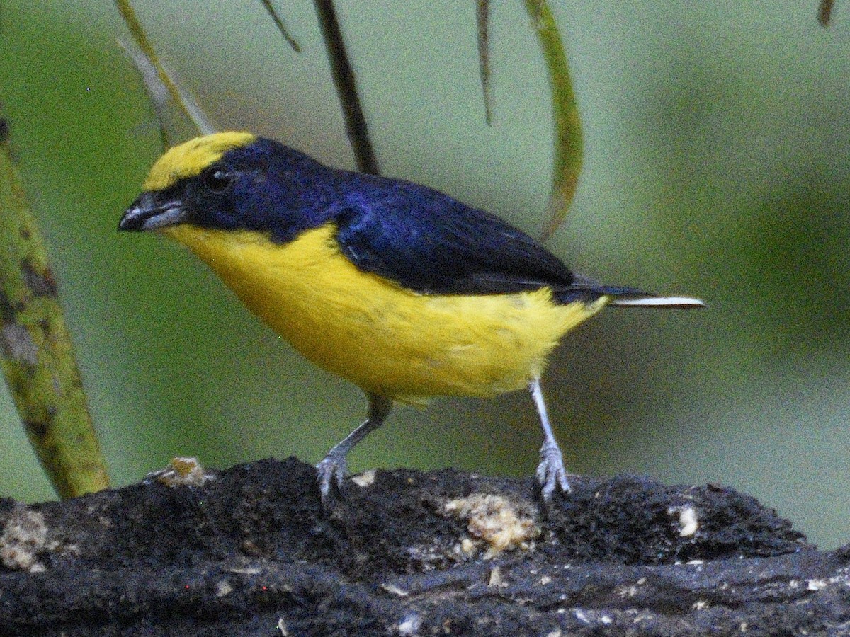 Thick-billed Euphonia - ML638284100