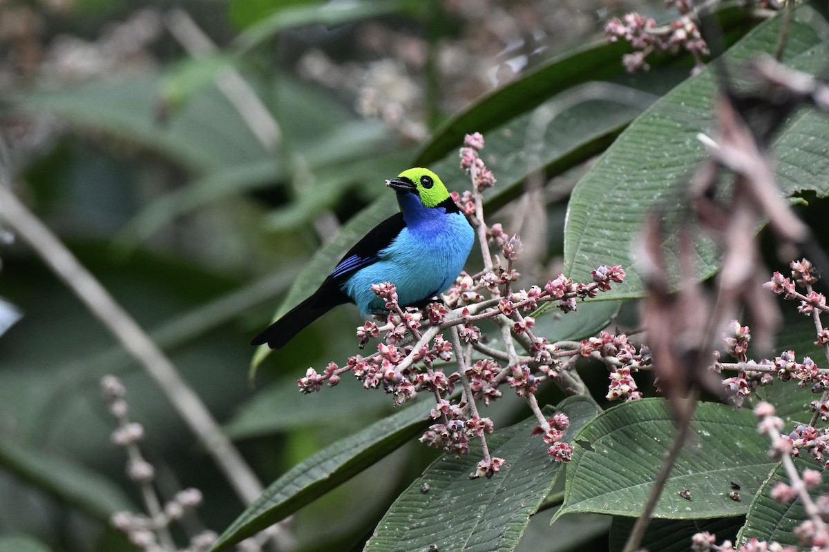 Paradise Tanager - ML638284105