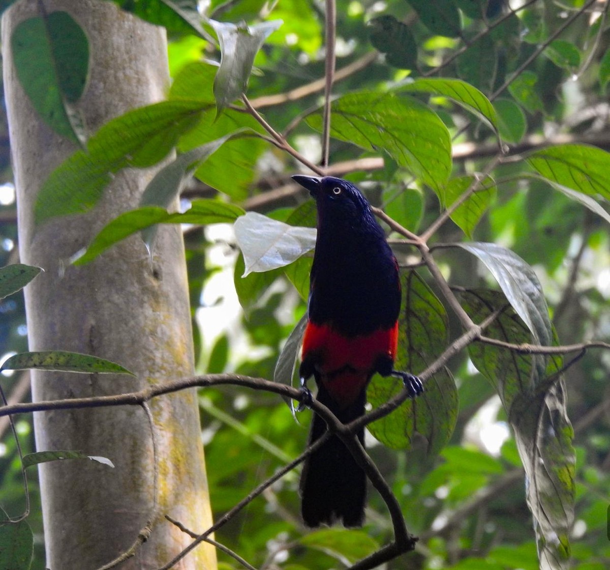 Red-bellied Grackle - ML638284109