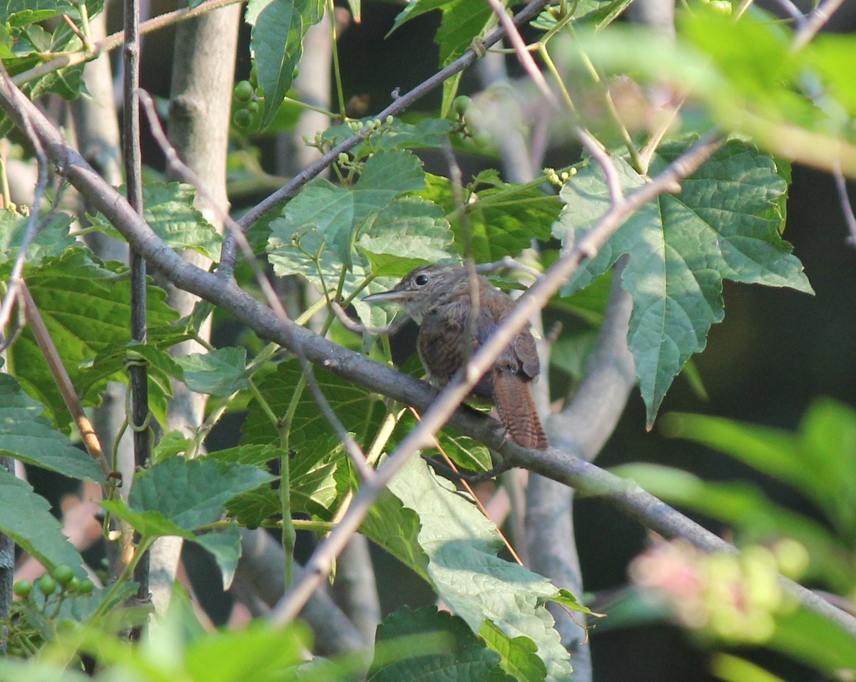 Northern House Wren - ML63828411