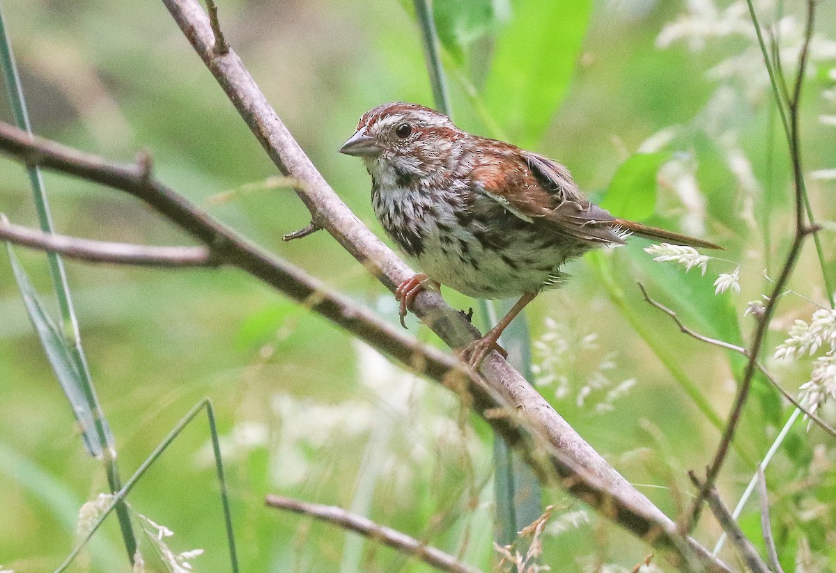 Song Sparrow - ML638284110