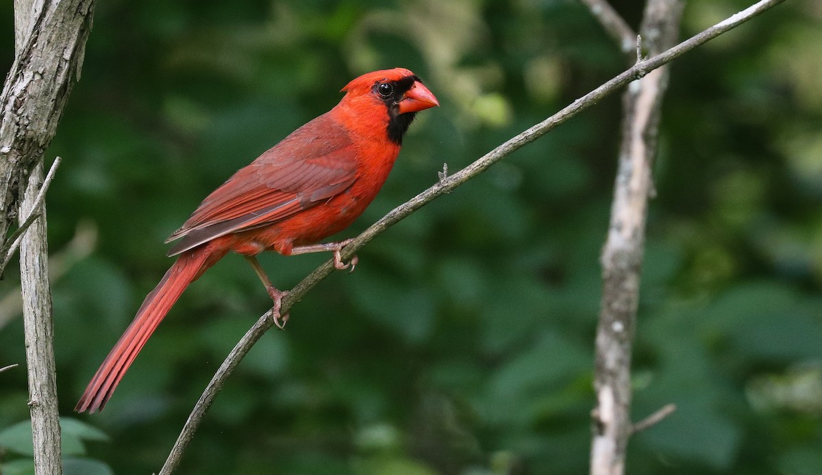 Cardinal rouge - ML638284114