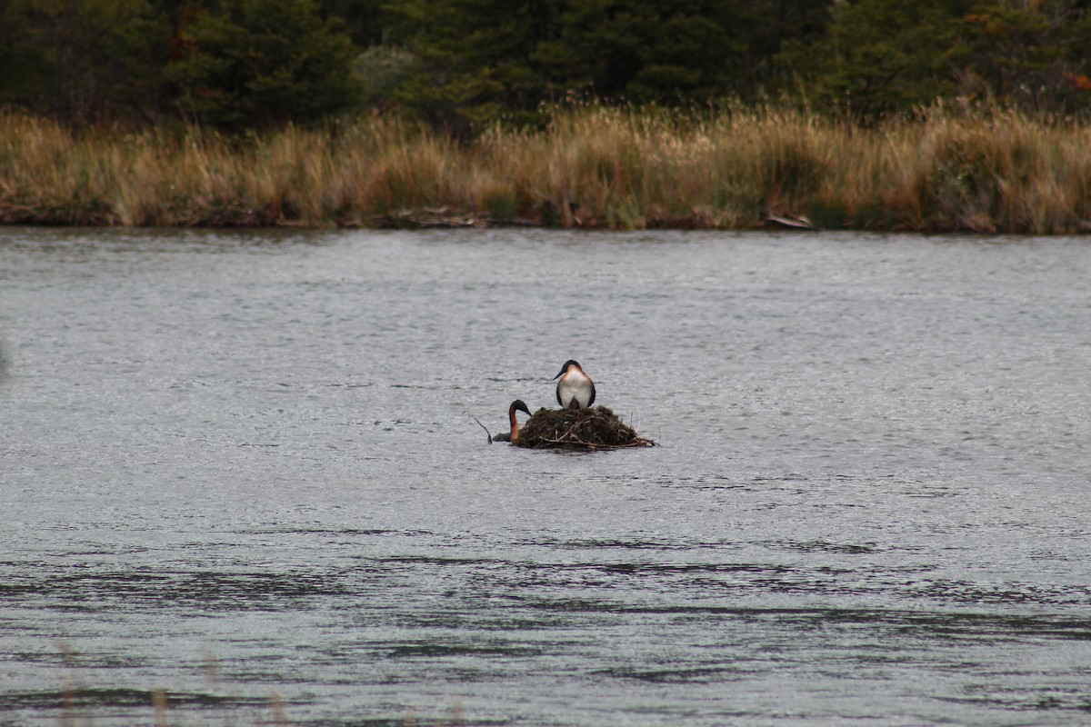 Great Grebe - ML638284120