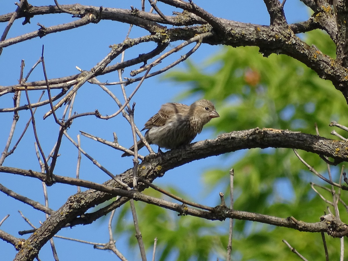 House Finch - ML638284122