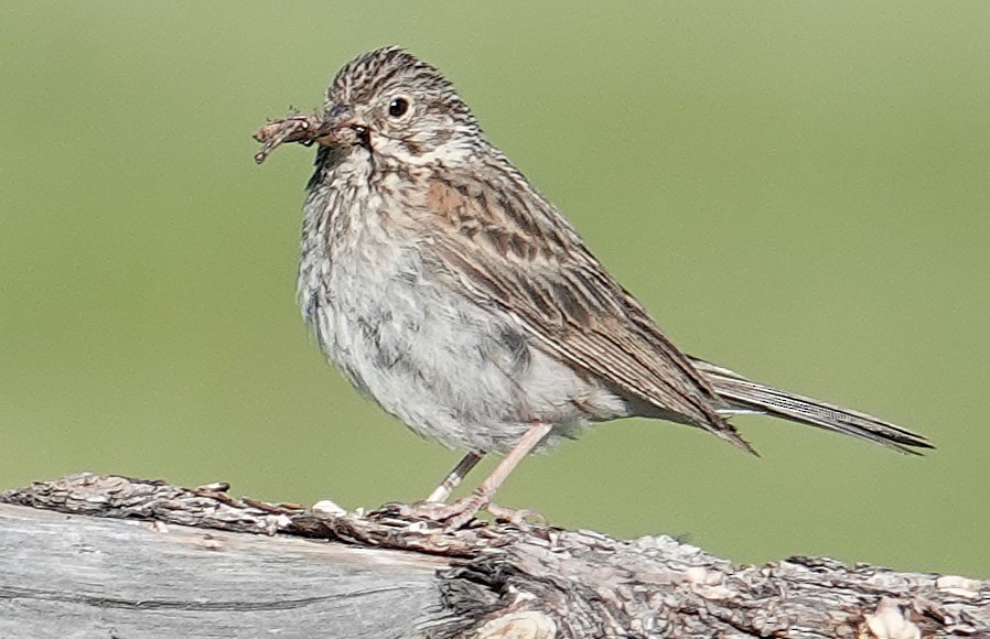Vesper Sparrow - ML638284126