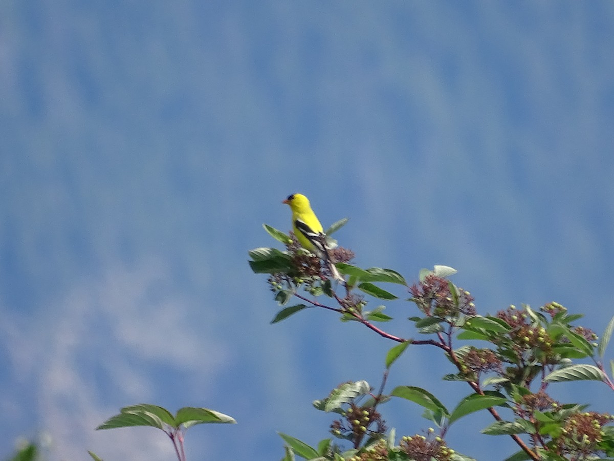gulstillits - ML638284128