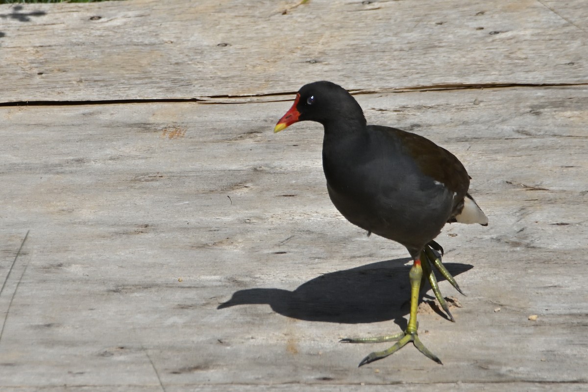 Eurasian Moorhen - ML638284130