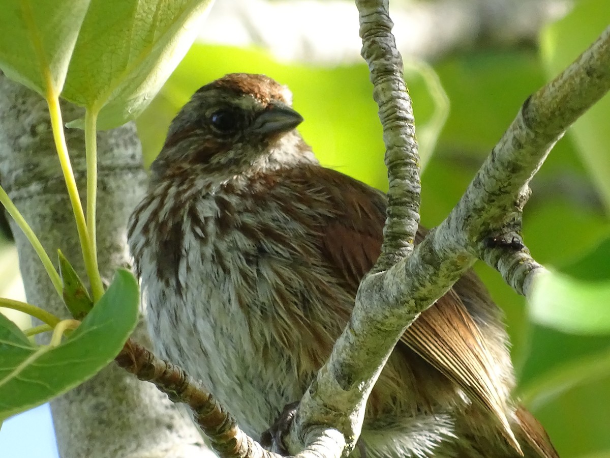 Song Sparrow - ML638284132