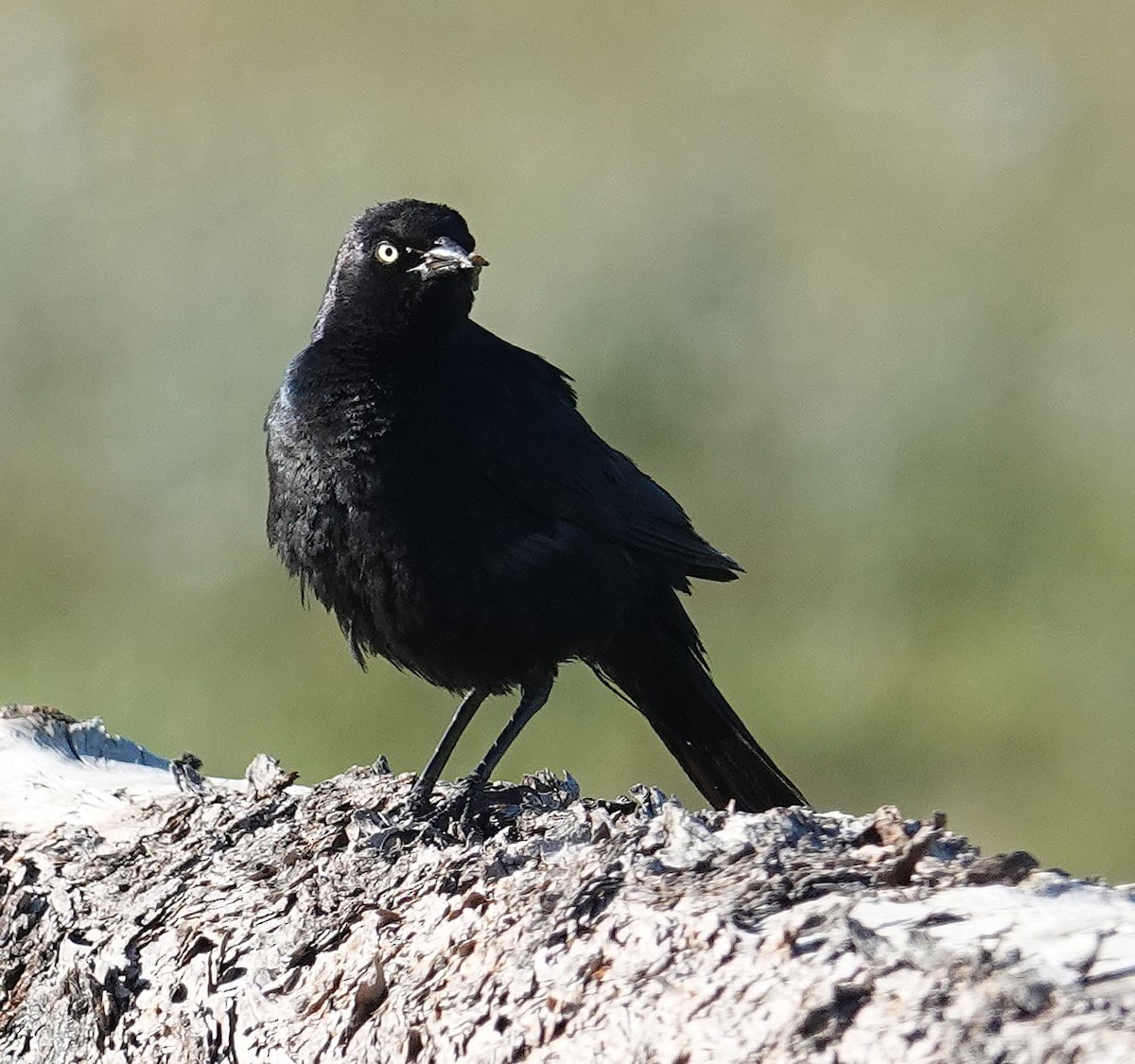 Brewer's Blackbird - ML638284134