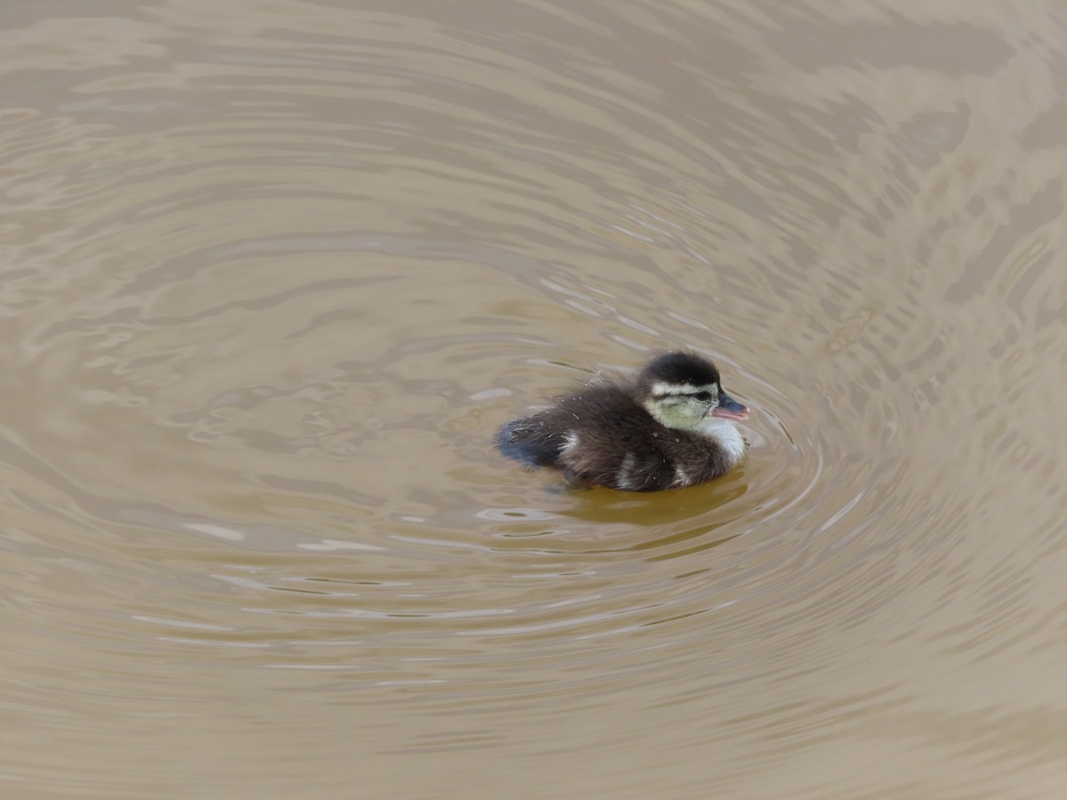 Canard branchu - ML638284138