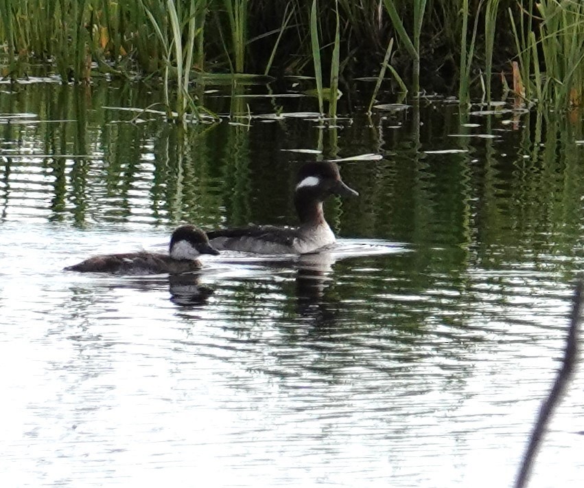 Bufflehead - ML638284145