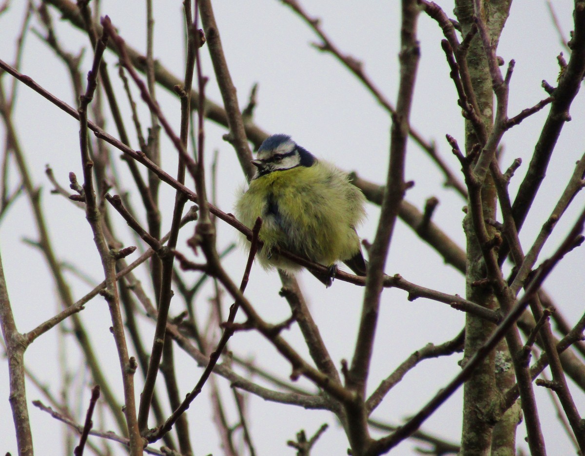 Eurasian Blue Tit - ML638284147