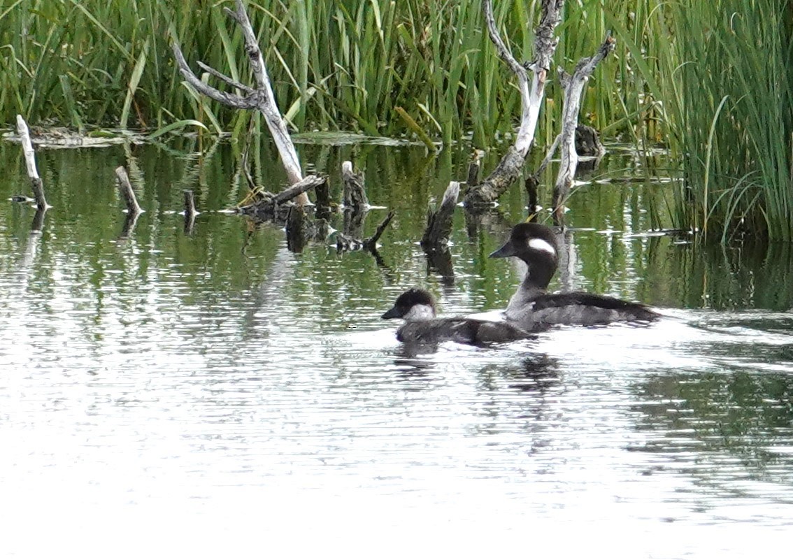 Bufflehead - ML638284162