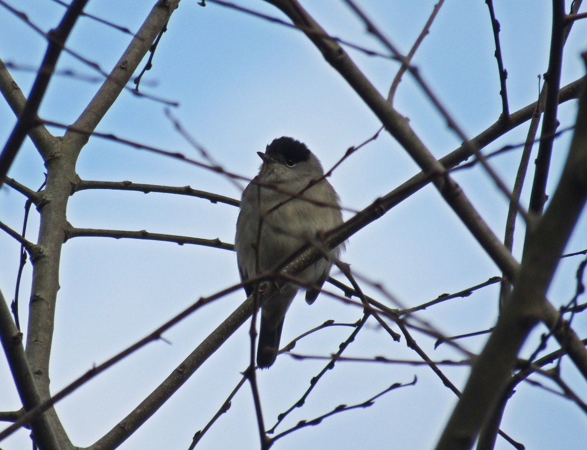Eurasian Blackcap - ML638284163
