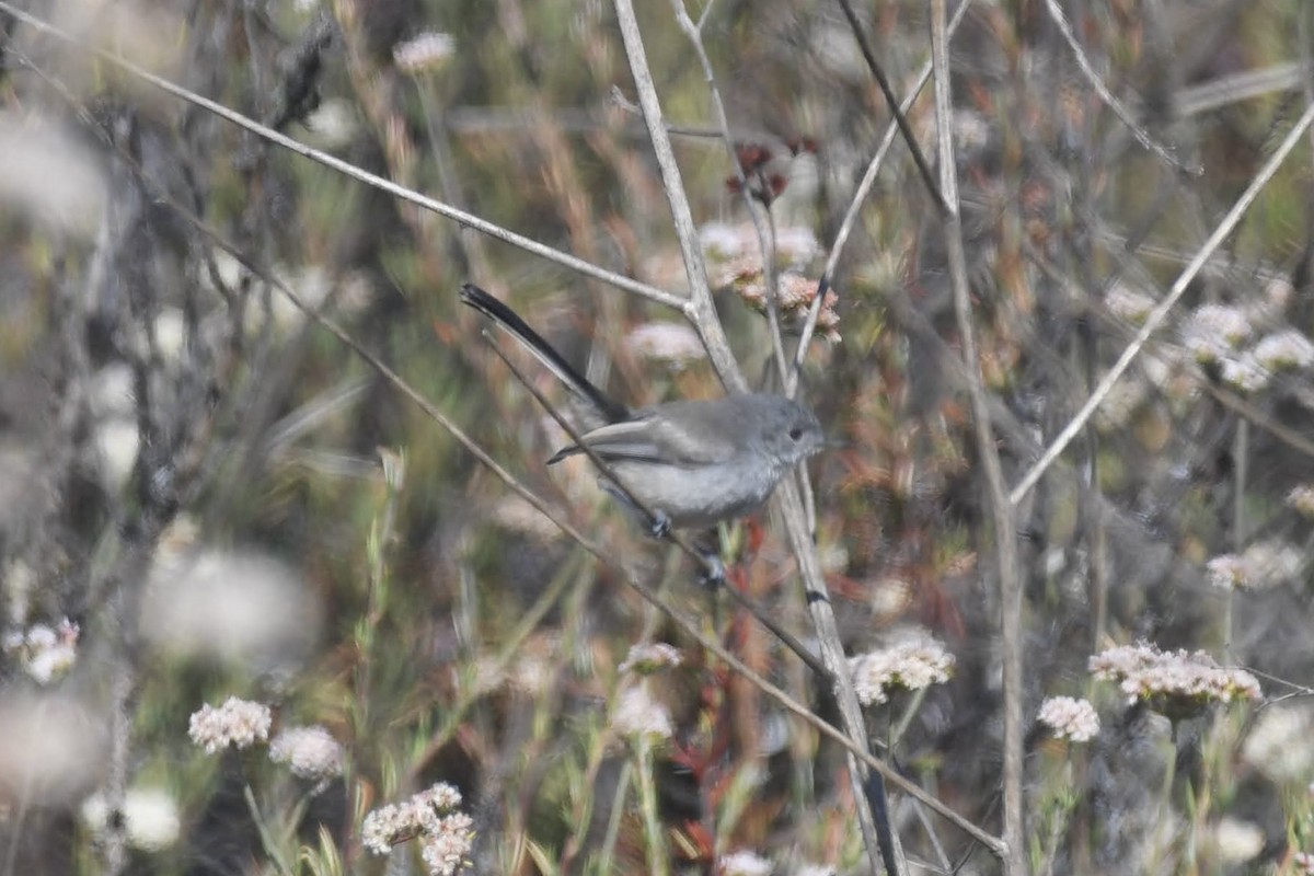 California Gnatcatcher - ML638284168