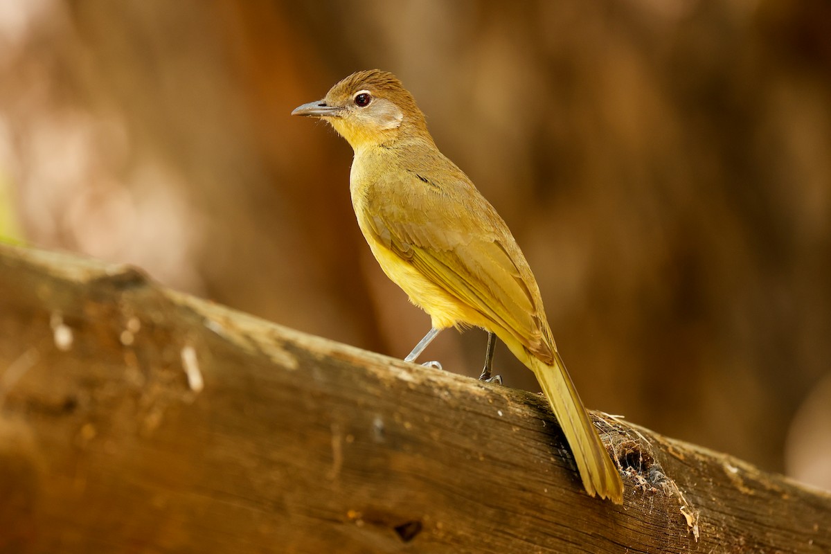 Yellow-bellied Greenbul - ML638284169