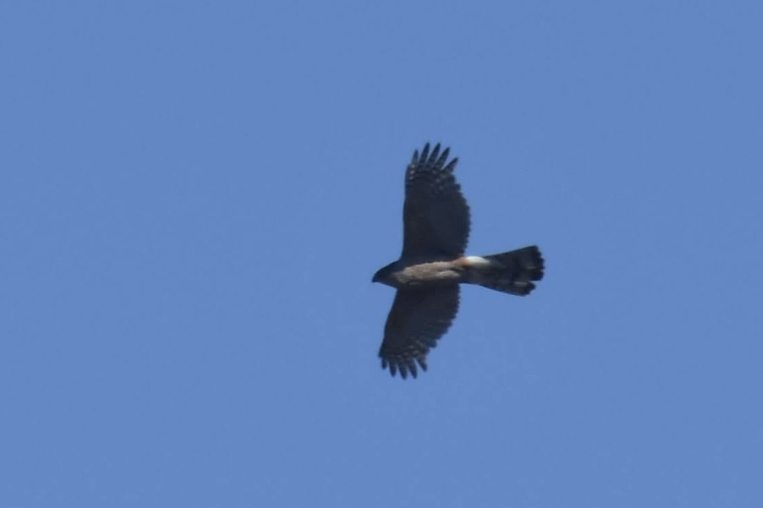 Cooper's Hawk - ML638284181