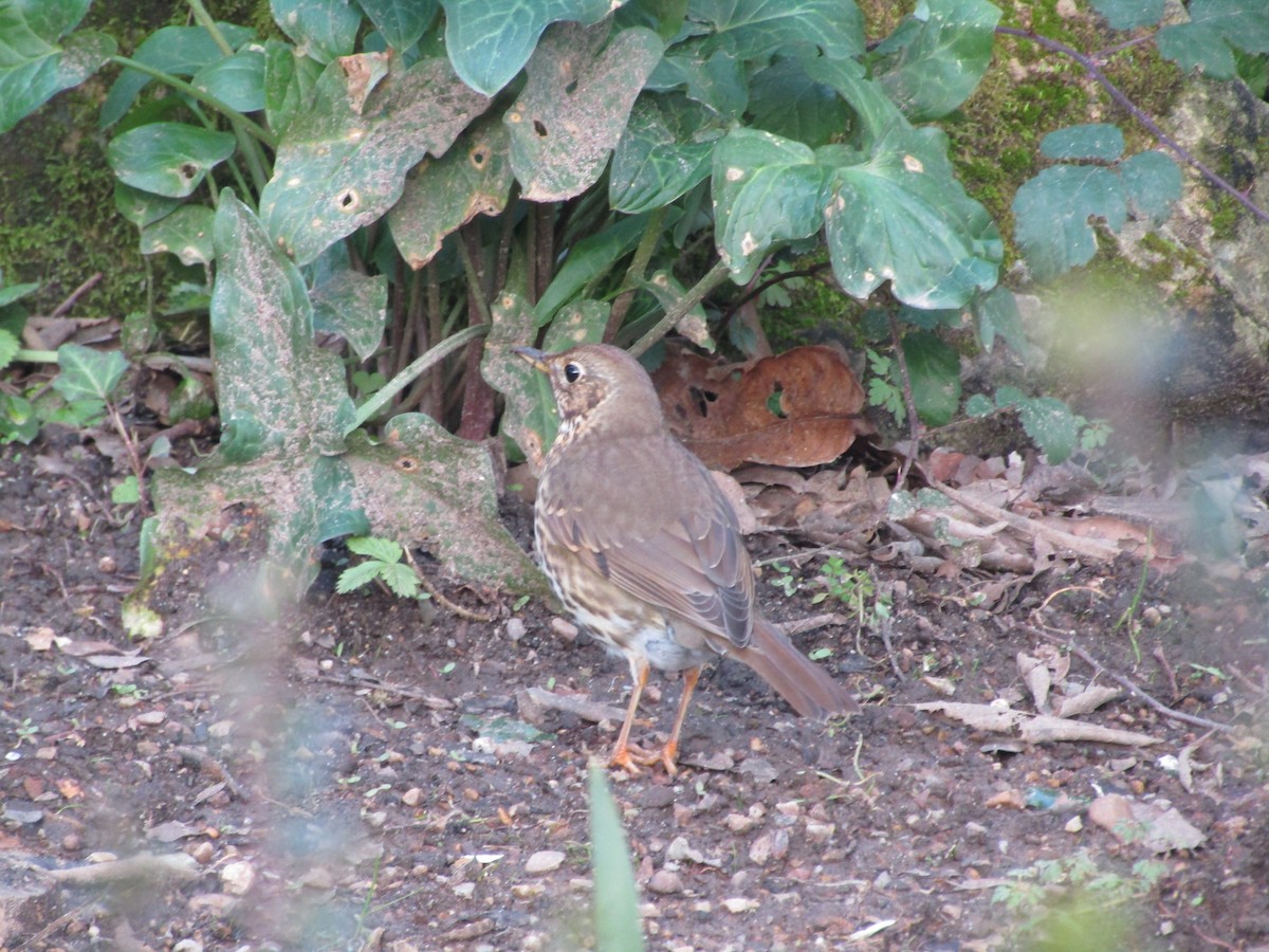 Song Thrush - ML638284185