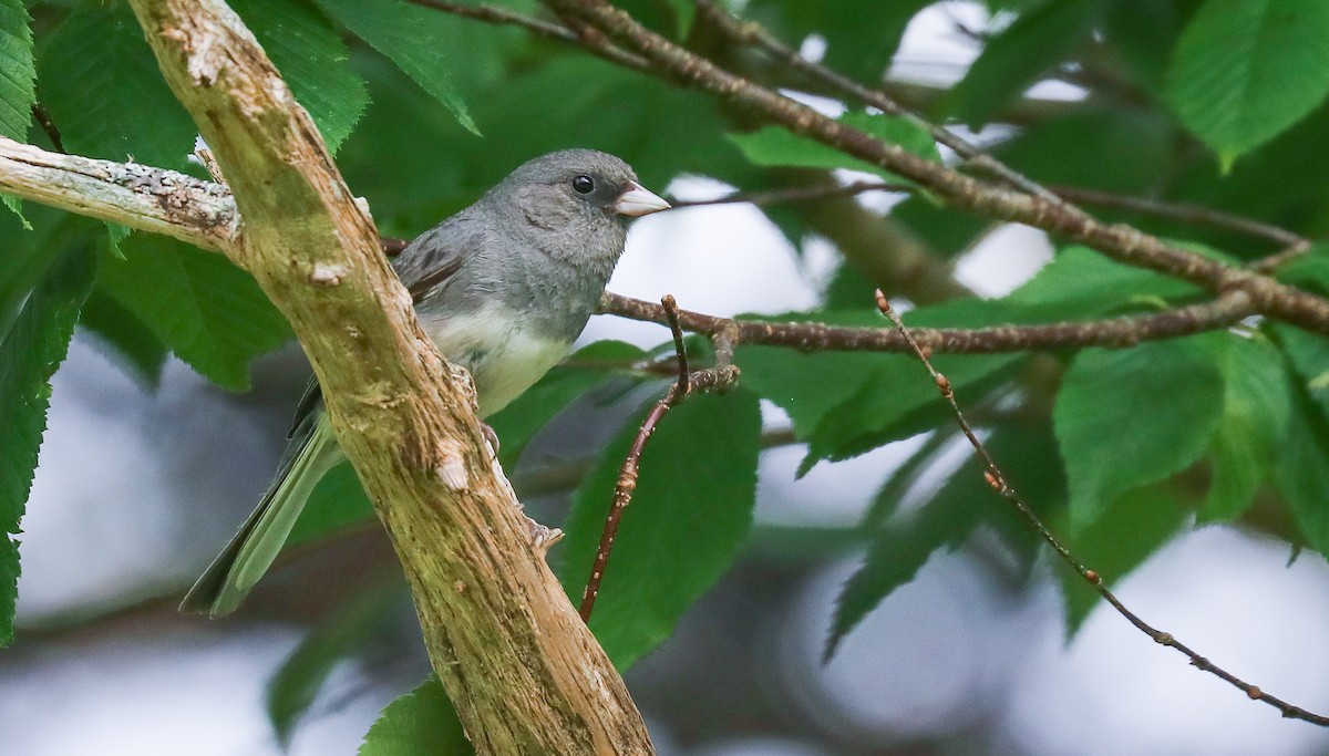 Dark-eyed Junco (Slate-colored) - ML638284186