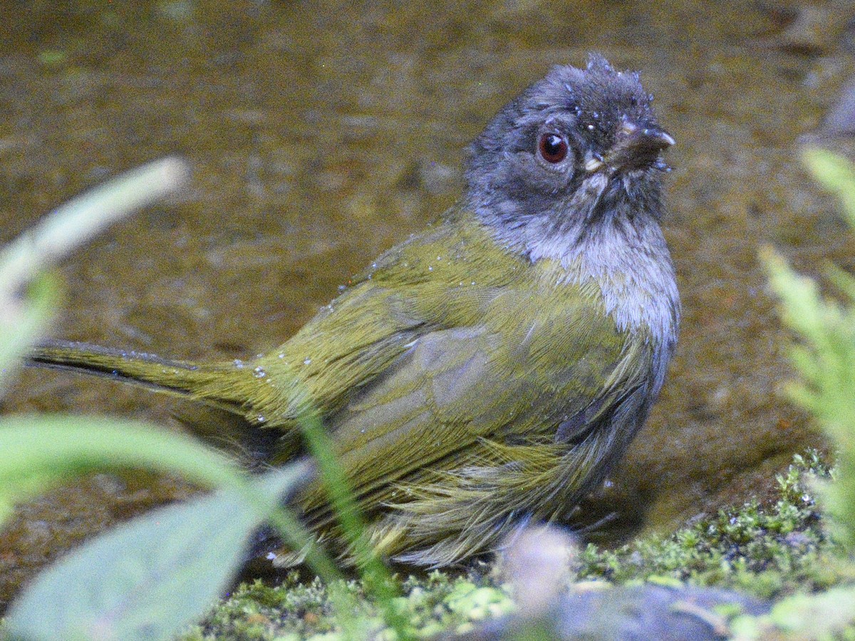 Dusky Chlorospingus - ML638284190