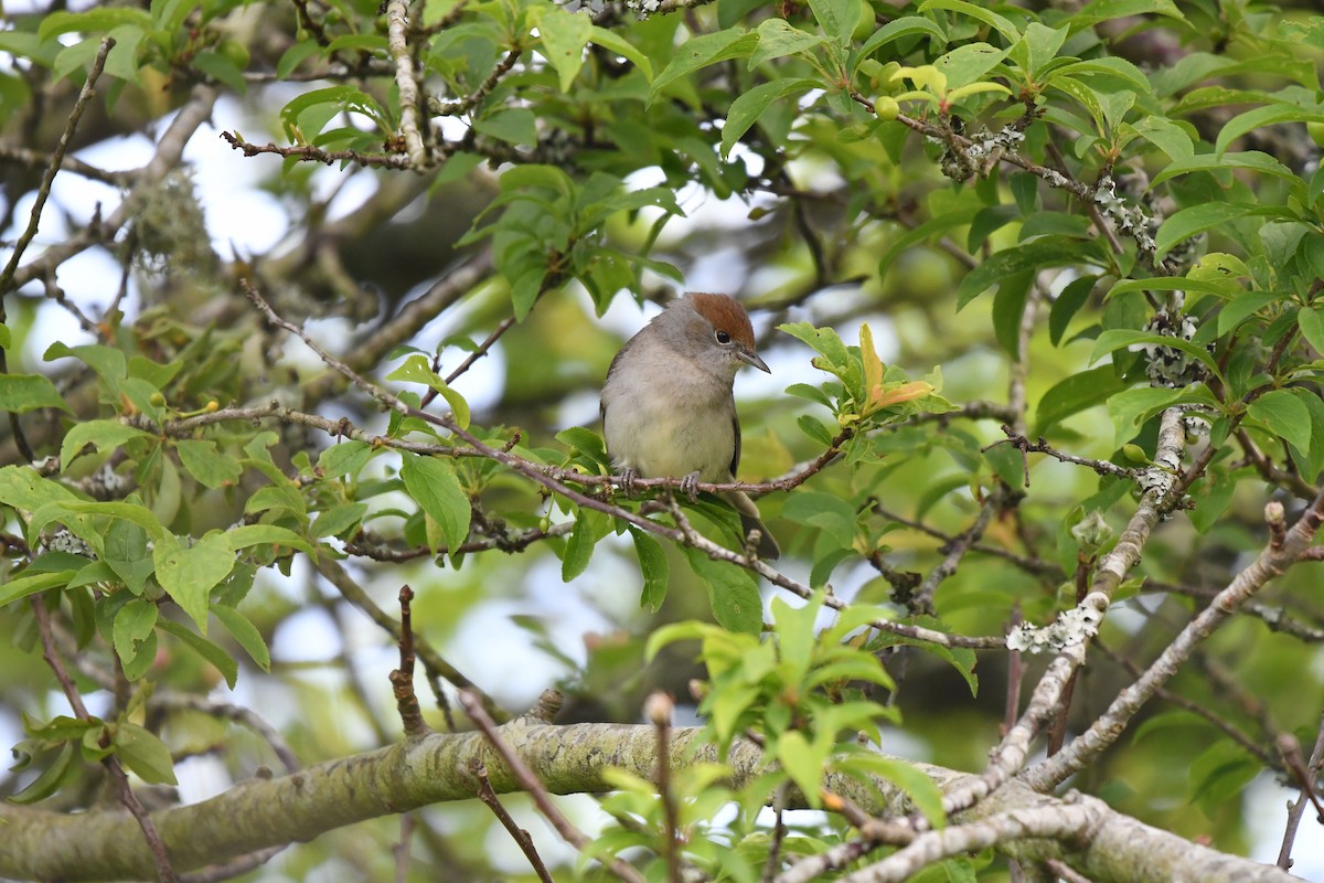 Eurasian Blackcap - ML638284191