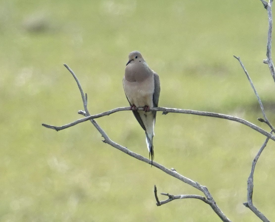 Mourning Dove - ML638284195