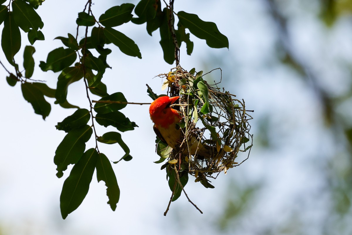 Red-headed Weaver - ML638284199