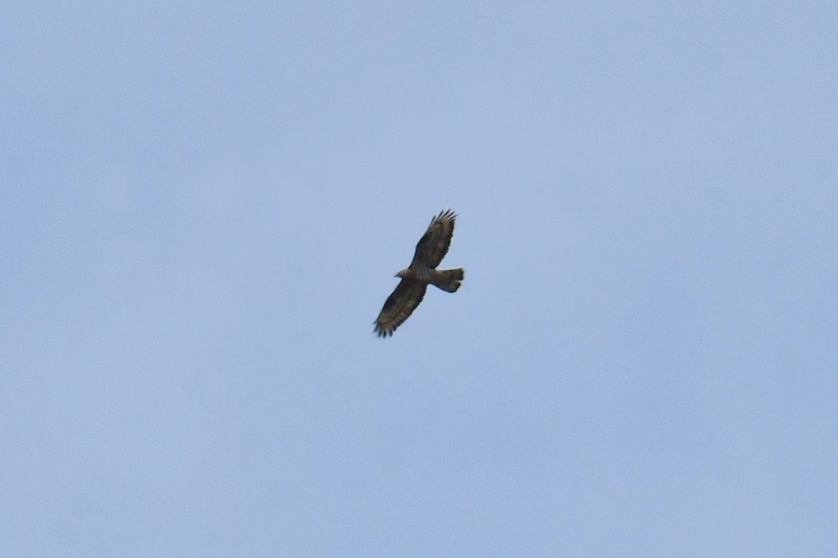 European Honey-buzzard - ML638284201