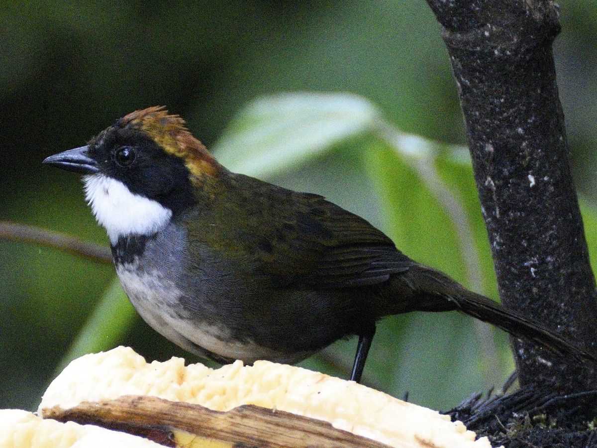 Chestnut-capped Brushfinch - ML638284205