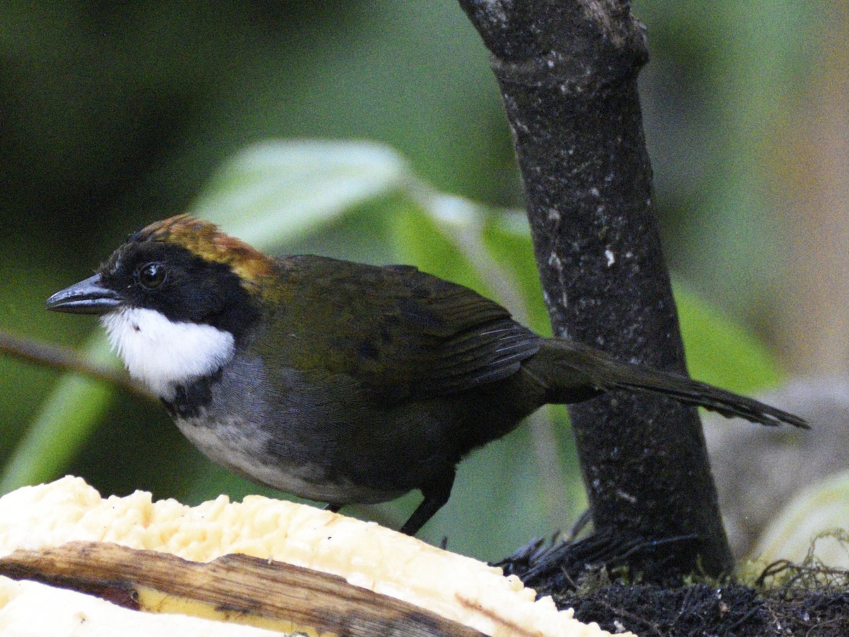 Chestnut-capped Brushfinch - ML638284206