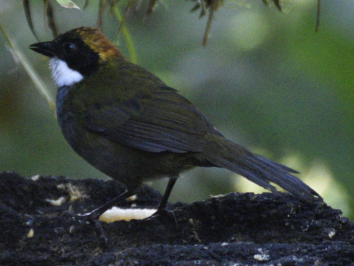 Chestnut-capped Brushfinch - ML638284207
