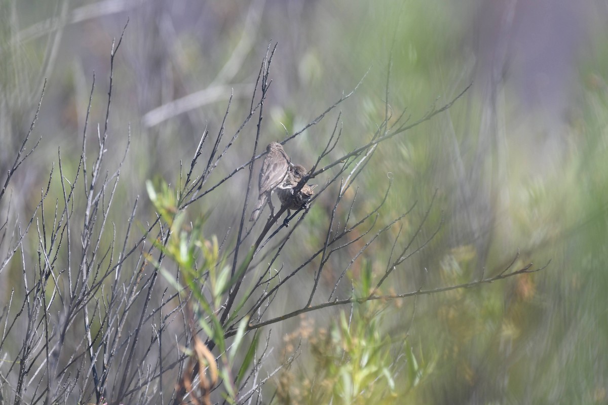 House Finch - ML638284220