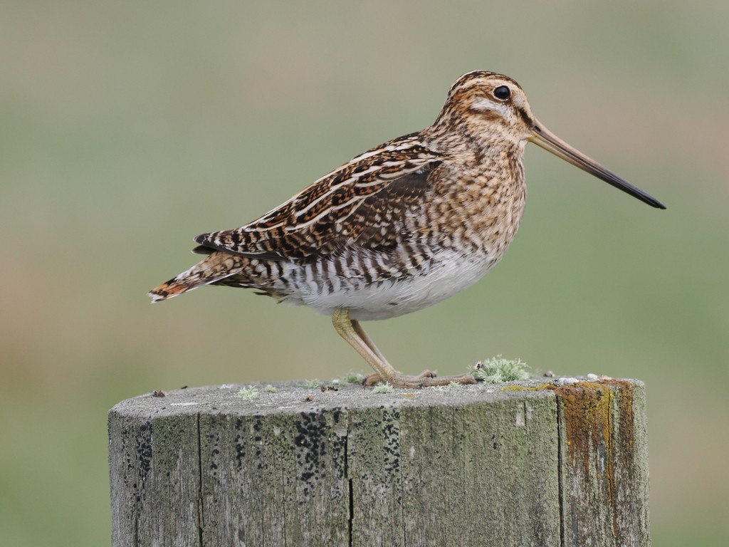 Common Snipe - ML638284222