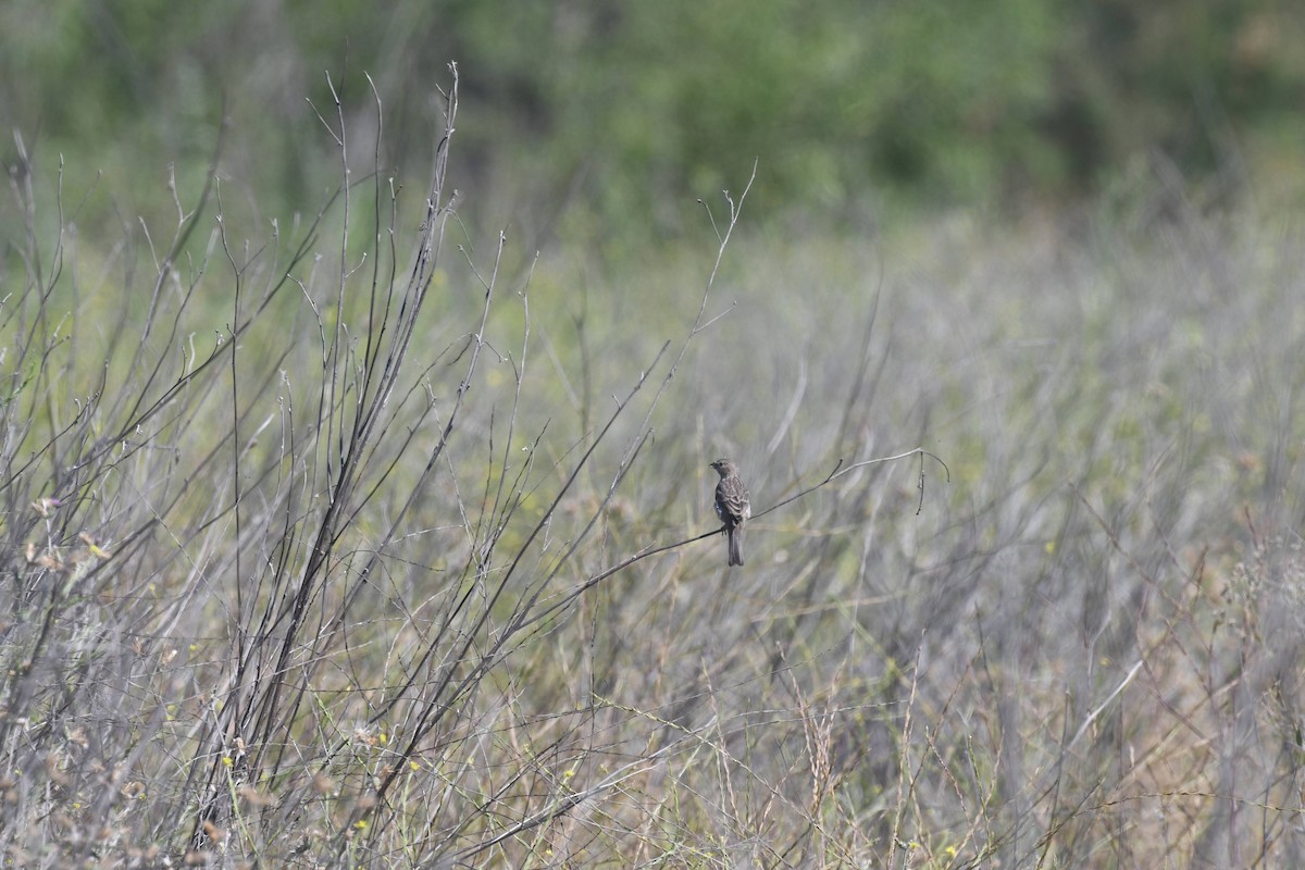 House Finch - ML638284227