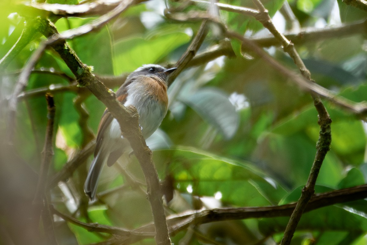 Rufous-breasted Chat-Tyrant - ML638284235