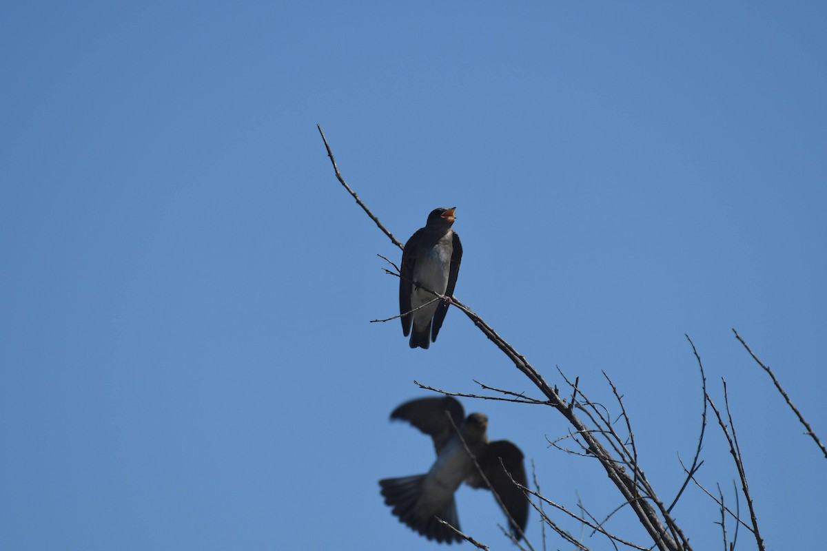Golondrina Aserrada - ML638284236