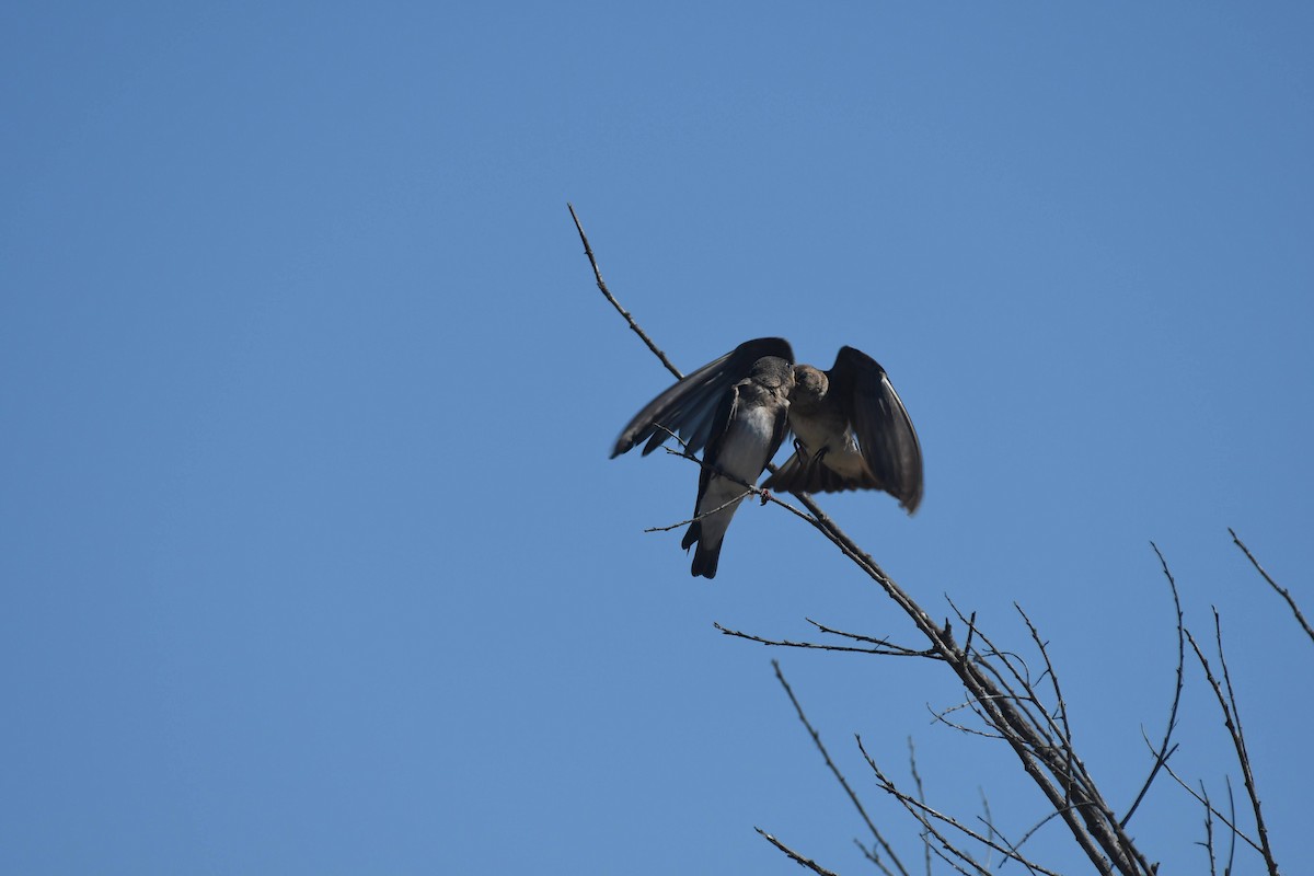 Golondrina Aserrada - ML638284237