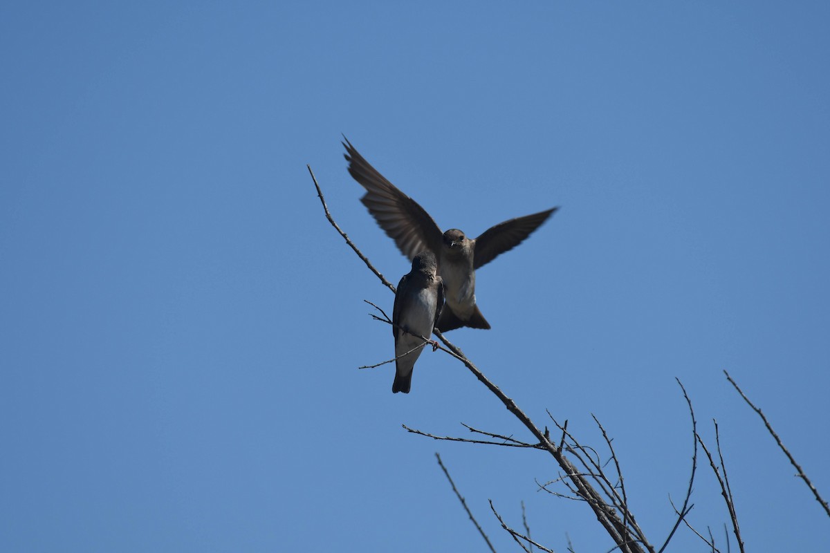 Golondrina Aserrada - ML638284240