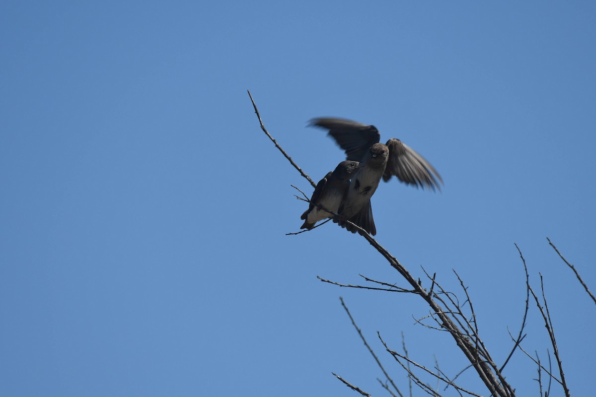 Golondrina Aserrada - ML638284241