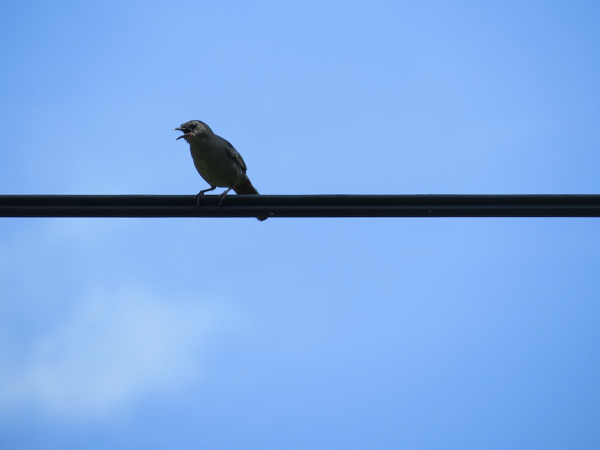 Gray Catbird - ML638284243