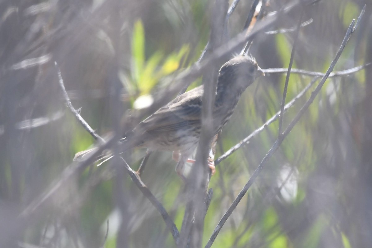 House Finch - ML638284244