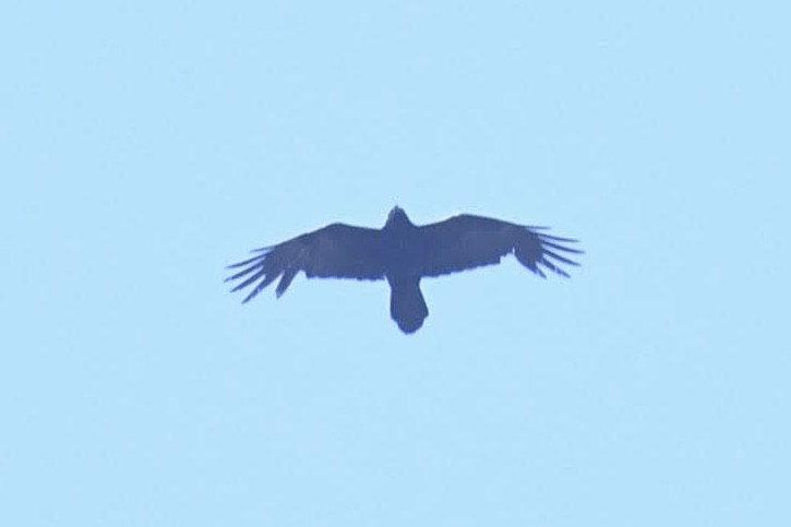 Common Raven - ML638284248