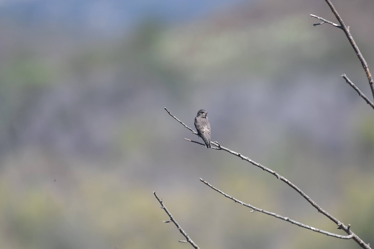 Golondrina Aserrada - ML638284250