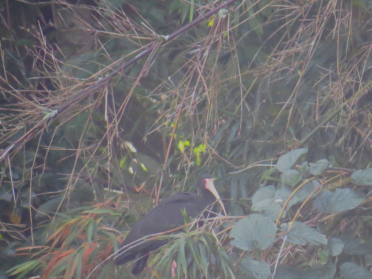 Bare-faced Ibis - ML638284260