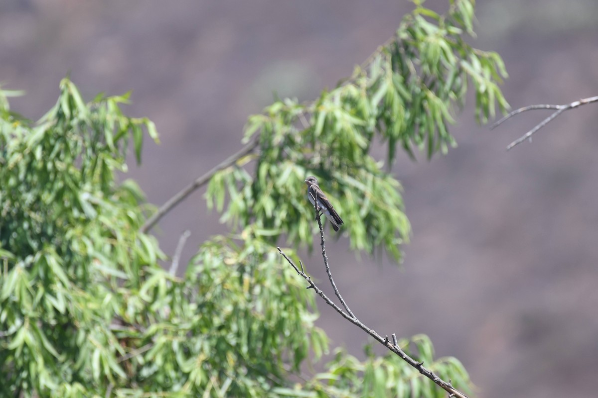 Golondrina Aserrada - ML638284271