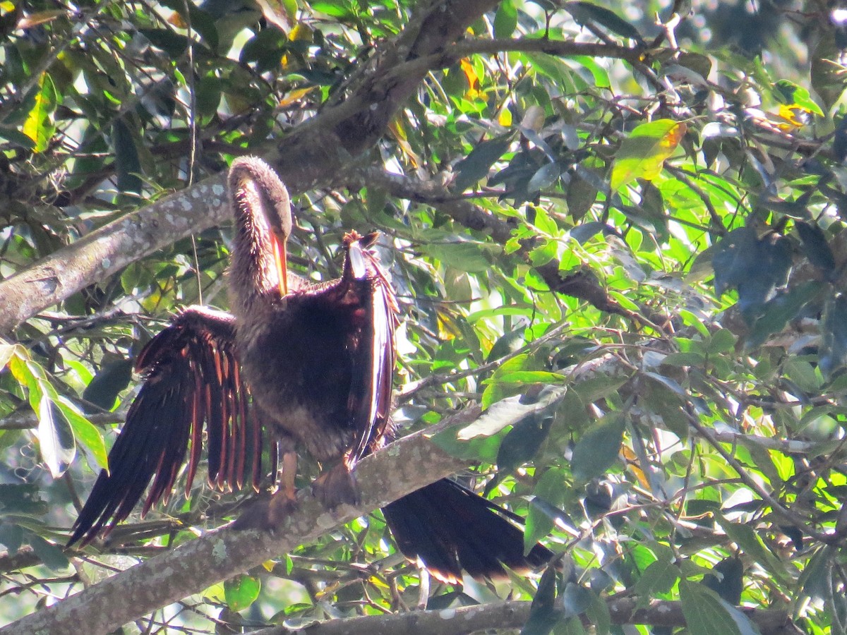 Anhinga - ML638284274