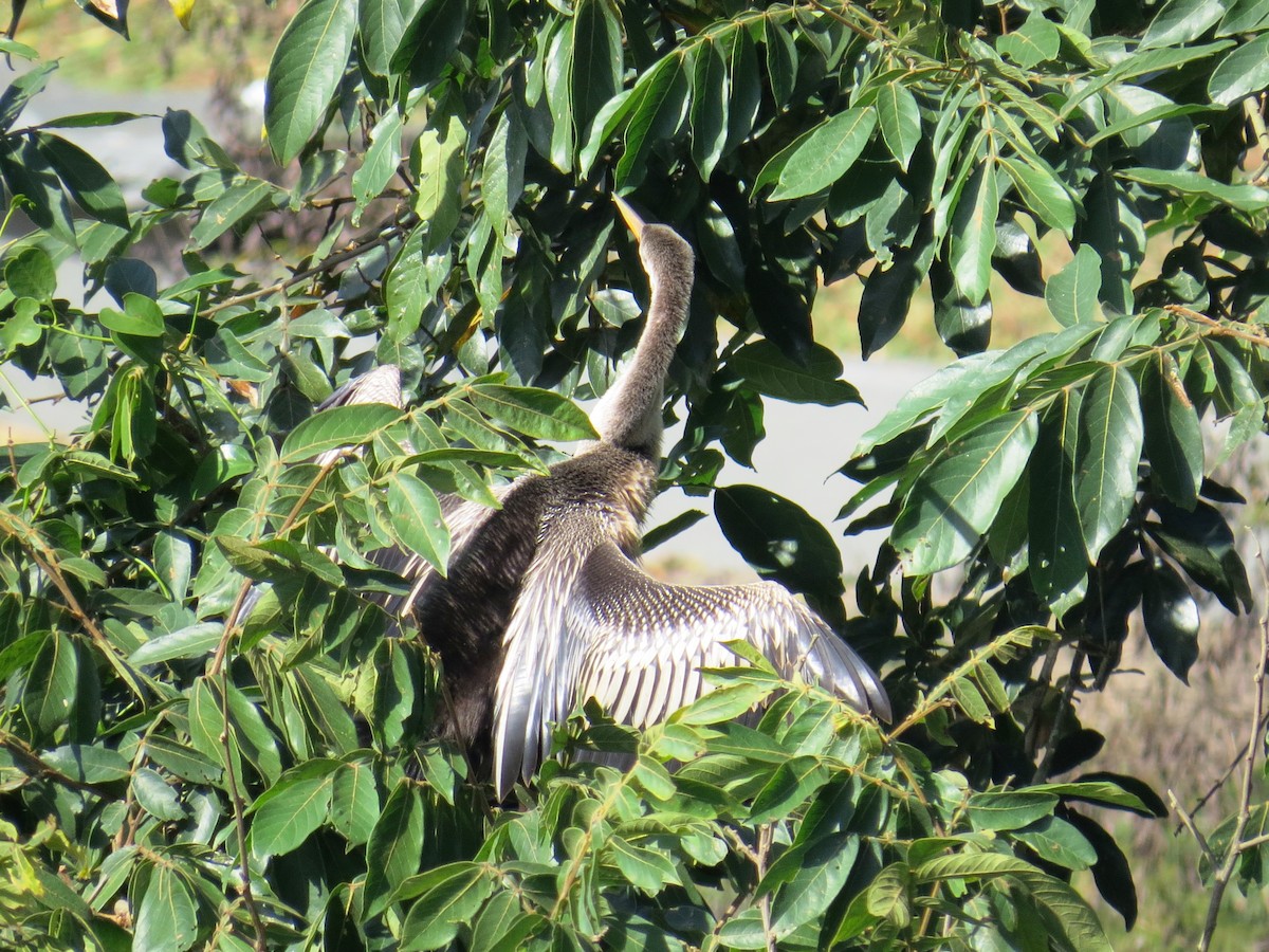 Anhinga - ML638284275