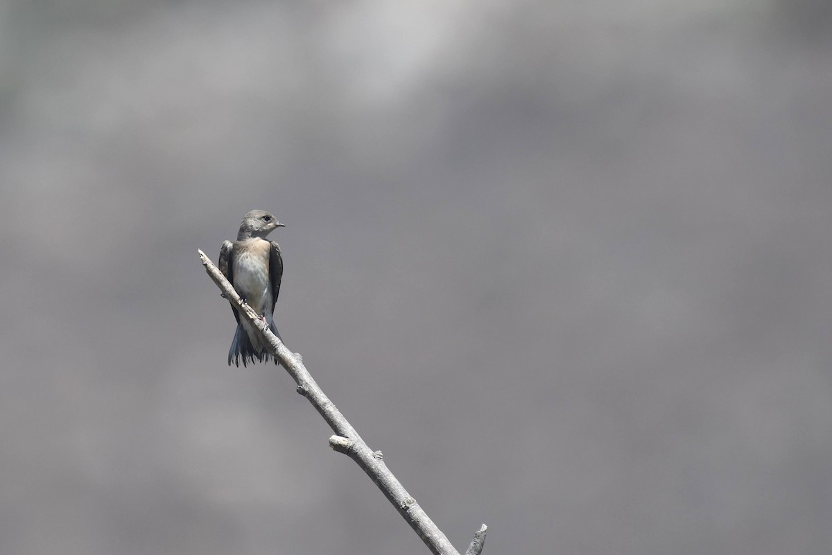 Golondrina Aserrada - ML638284278
