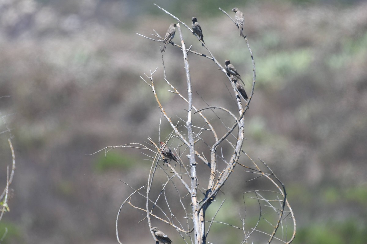 House Finch - ML638284289